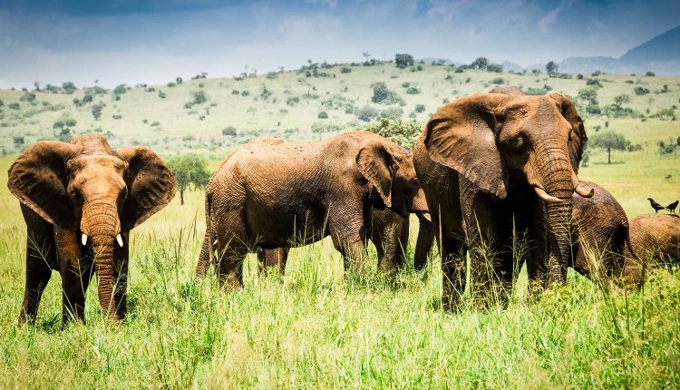 Uganda---Herd-of-elephants,-Kidepo-Valley-National-Park-(Uganda)