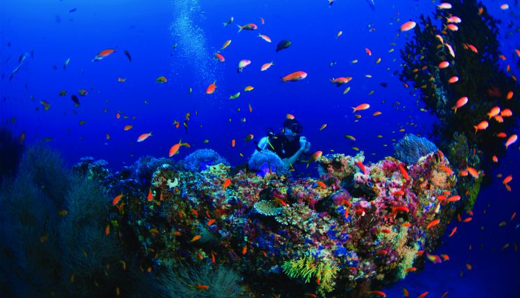 5 of the best house reefs in the Maldives