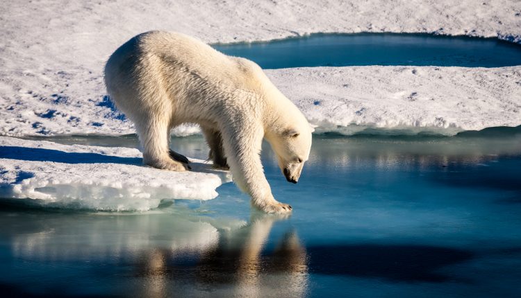 Polar bear fishing in the Arctic Ocean