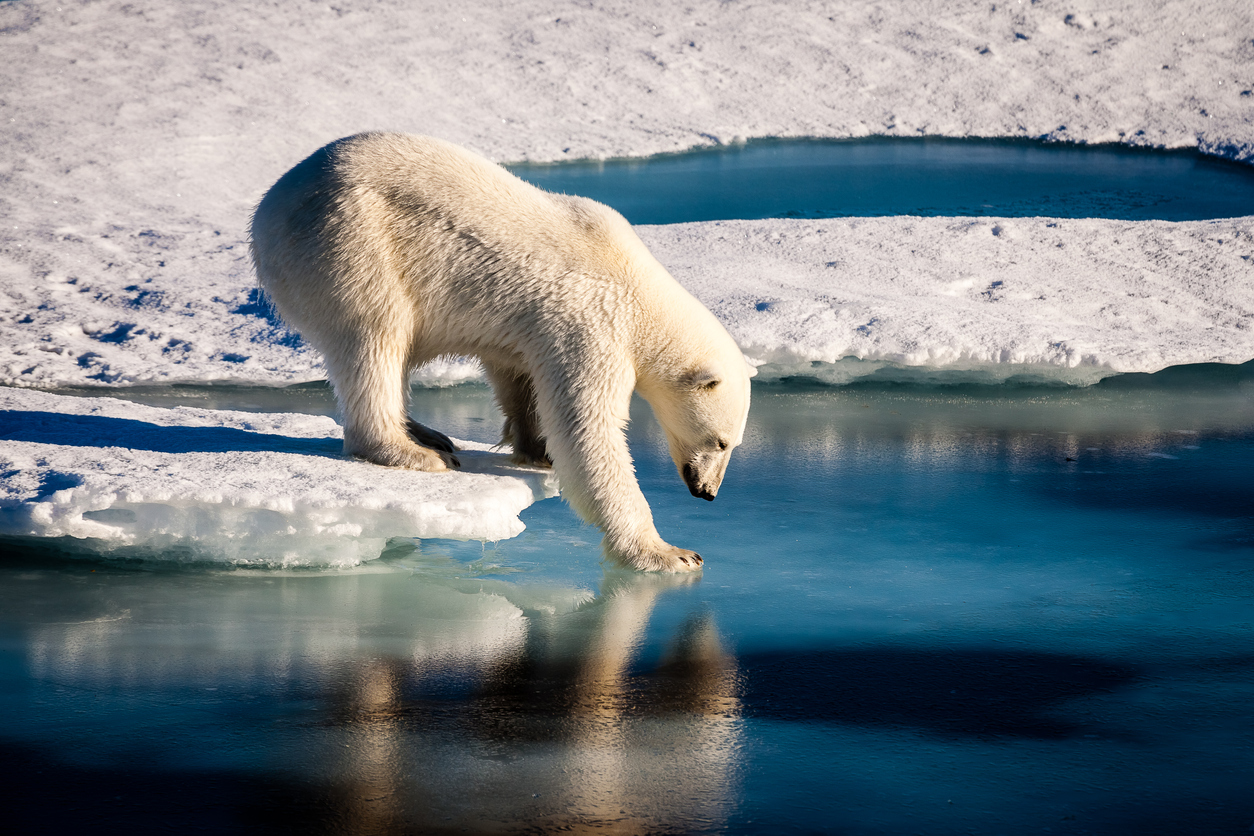 Polar bear fishing in the Arctic Ocean