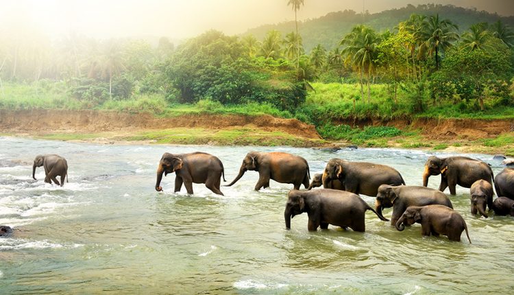 Elephants in river Top 5 Hotels to Stay at in Sri Lanka