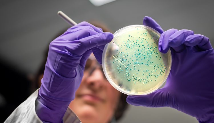 Female microbiologist examining a Petri dish