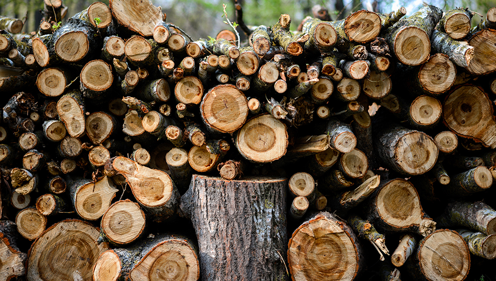 Wood Experts and Expert Witness Advice