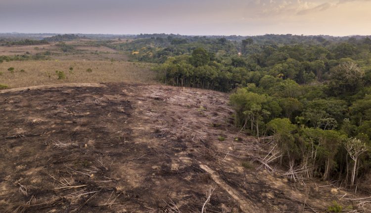 Drone view of deforestation, Brazil.