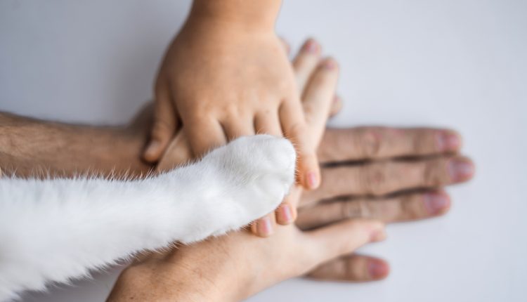 The hands of the family and the furry paw of the cat as a team. Fighting for animal rights, helping animals.