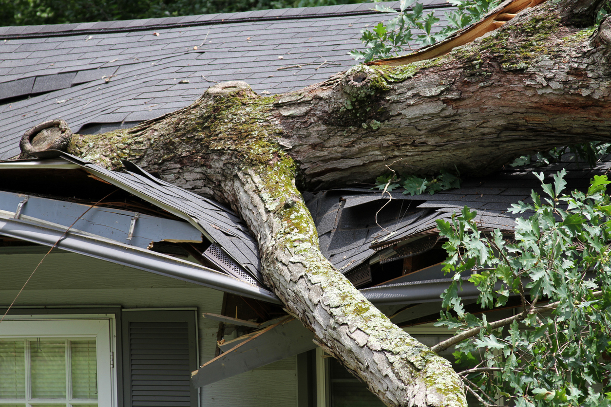storm damage, tree splits a roof