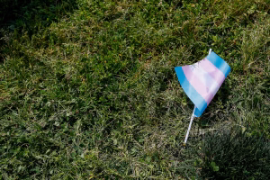 A cluster of small transgender pride flags planted in the grass on Boston Common.