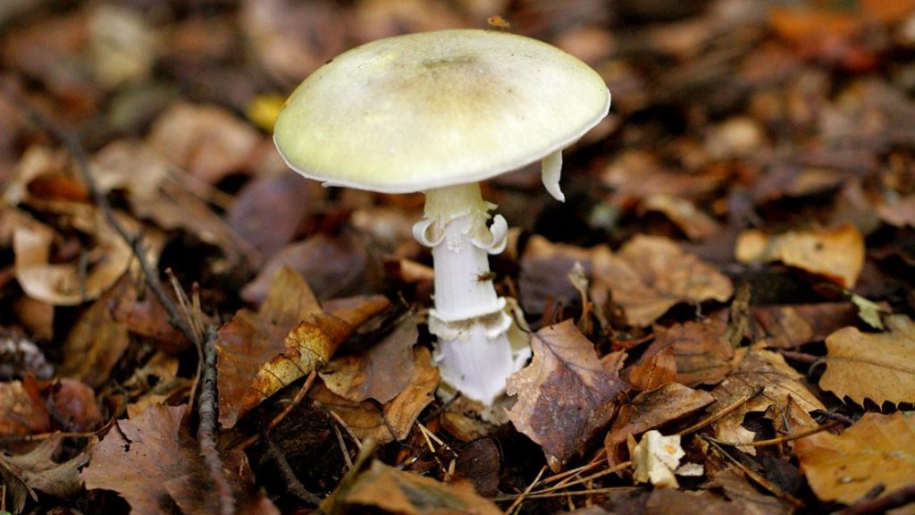 California Warns Against Foraging Death Cap Mushrooms After Deadly Poisoning Outbreak