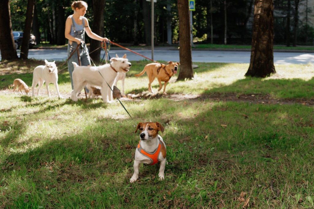 California’s New 2026 Pet Laws Could Cost Owners More — Here’s What to Know